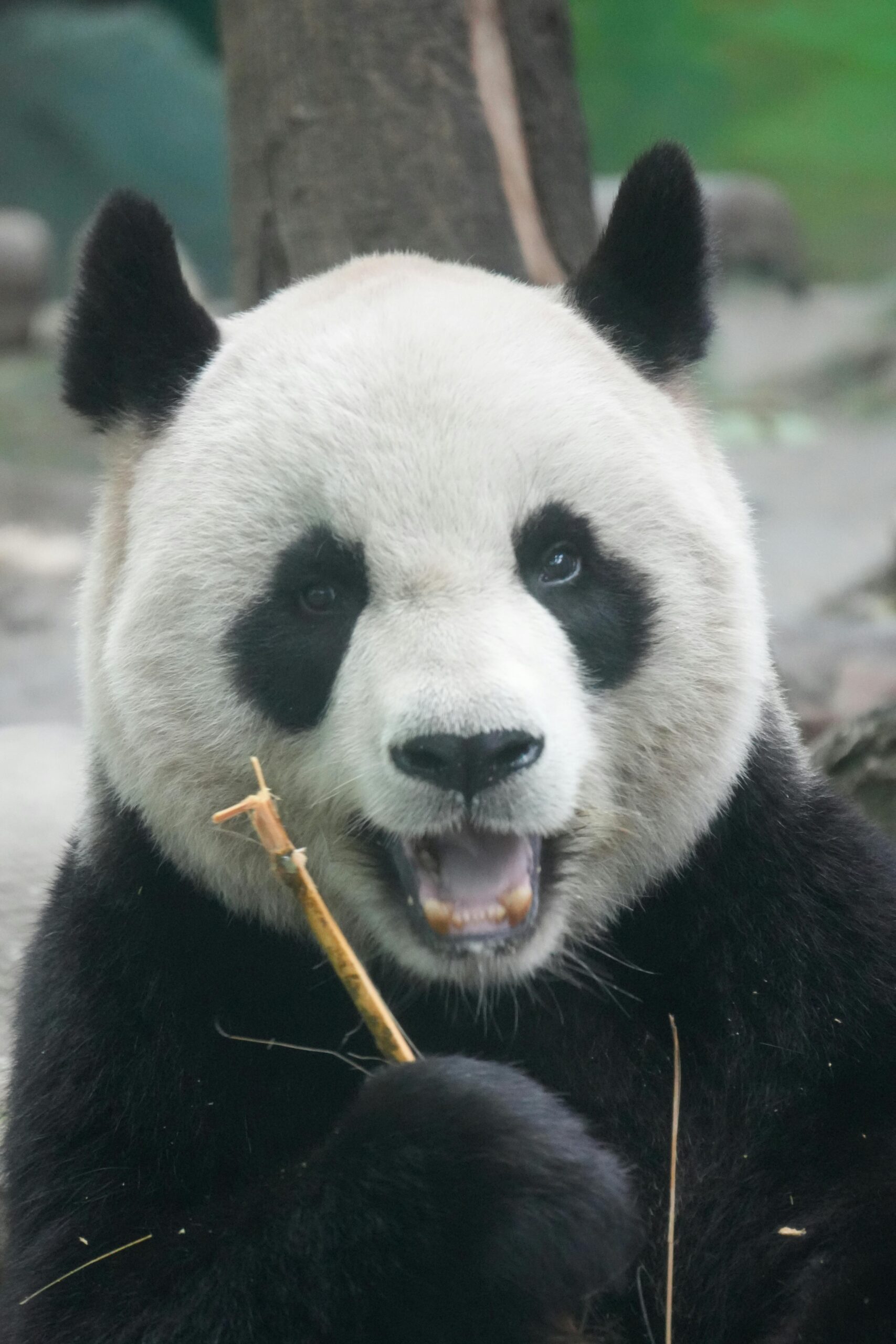 Chengdu Panda Oneworld