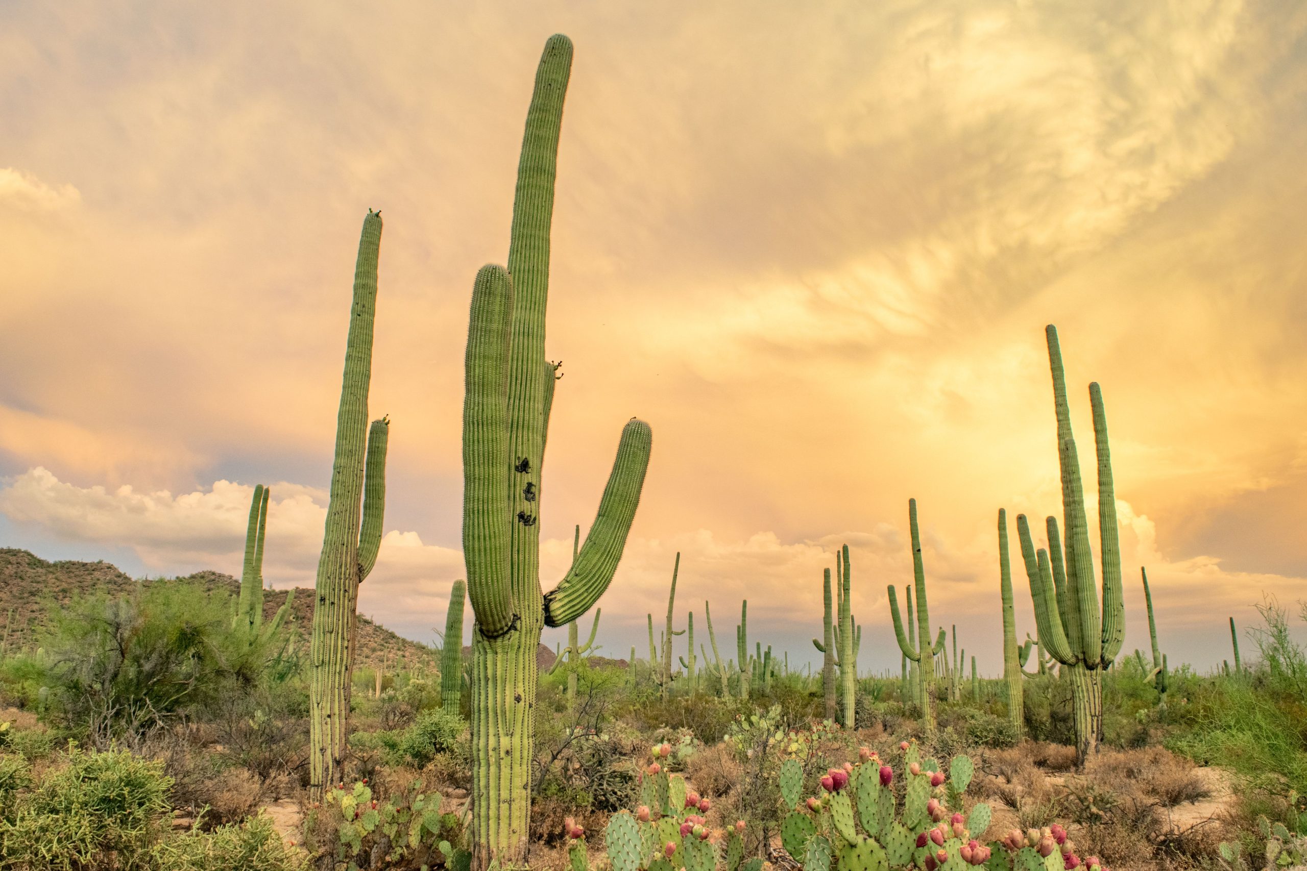 Round The World Flights Tucson Arizona